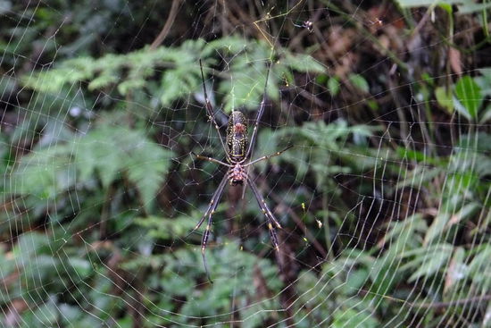 zerstört man den Wald, zerstört man auch ihre Bewohner...
