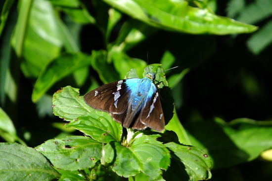 ... und noch viel mehr !