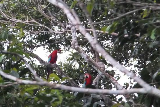 die Papageien sorgten für den Jungle-sound