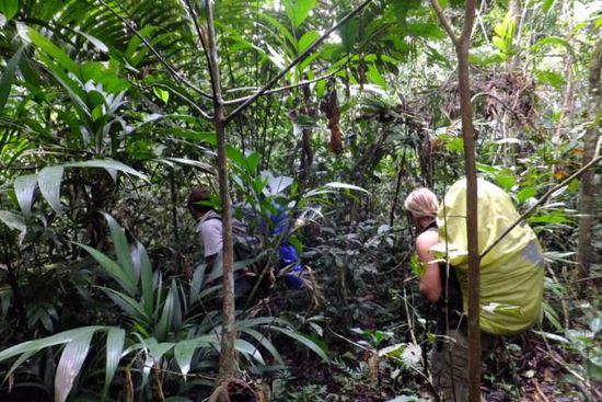 Mittendrin statt nur dabei: mit der Machete ging es quer durch den Jungle, und teilweise mussten wir sogar umkehren, weil es so verwachsen war!