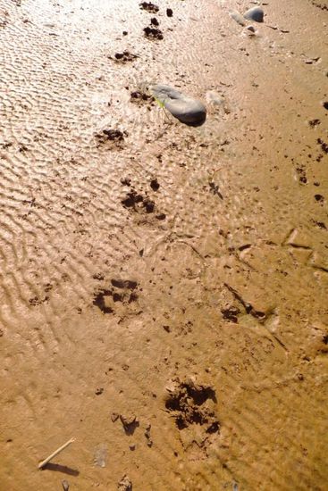 Leider blieb es nur bei den Spuren  eines Tapirs: trotz vielem Schleichen und Suchen mitten in der Nacht wo man kaum zu atmen wagte und nächtlichem Warten am Flussbett 