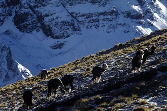 Lamas finden wir ja schon süß, aber schaut euch die süßen Alpacas an... 