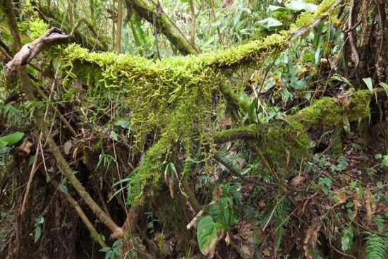 ... bis zum Jungle im Tiefland