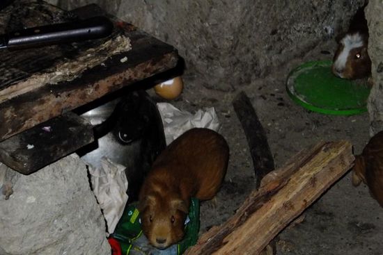 Leider stimmt es wirklich:  Hier in Peru laufen die Schweinchen glücklich und frei in der Küche herum, aber verdächtig nah am Kochtopf - in dem sie wohl irgendwann landen...