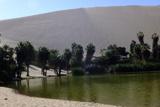 Lebenselexir Wasser: und schon blüht es auch in der Wüste