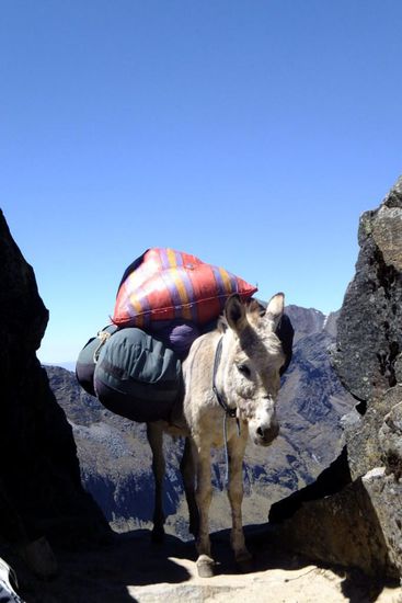 leider müssen auch die 'buros' den steilen Pass hoch, um das Zeug der anderen Touristen zu schleppen...