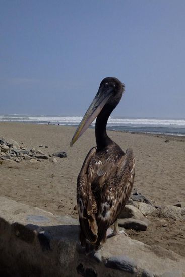 durch den Humboldt kühlt sich auch die Luft ab...