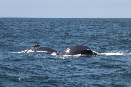 Wir sahen Grauwale! Verdammt große Säugetiere - sie können bis zu 15 Meter lang werden! 