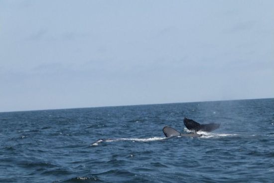 unglaublich schön, wie elegant sie sich trotz ihrer Größe durch das Wasser bewegen!