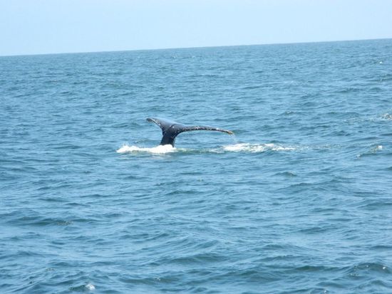 Die Könige der Ozeane