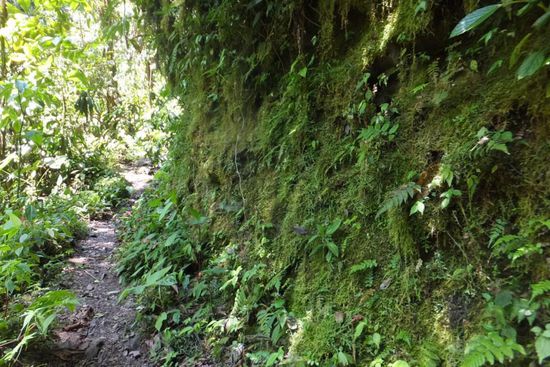 typische Bewachsung im Nebelwald: durch das feuchte Klima und ausgiebige Jahresniederschläge ist die Vegetation herrlich üppig!