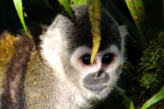 süßes Totenkopfäffchen..