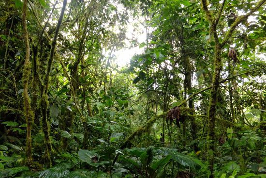 auf der Andenostseite war der Nebelwald noch üppiger - ein Traum hier zu laufen!