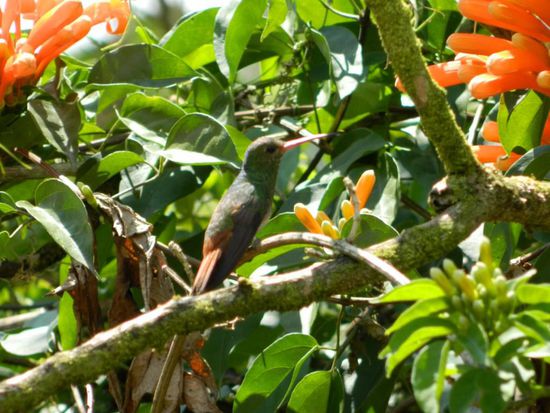 in unserem Hostel waren wir umgeben von süßen kleinen Kolibris 
