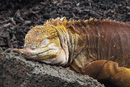 viele der Tiere kann man hier aus nächster Nähe sehen...