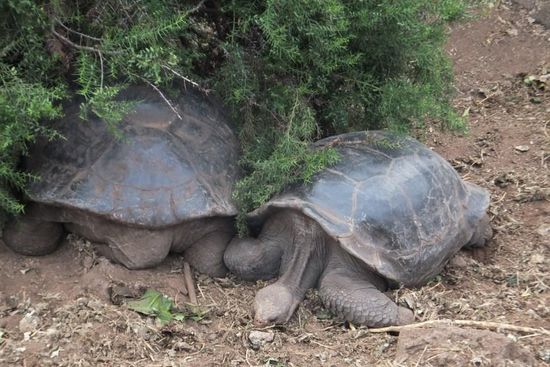 .. und viele von ihnen zeigen ein für uns "unnatürliches" aber spektakuläres  Verhalten, da sie im Menschen keine Gefahr sehen - und nicht scheu sind!