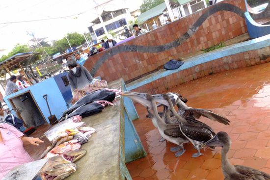 kleiner Fischmarkt am Hafen von Puerto Ayora - hier kommen die Pelikane...