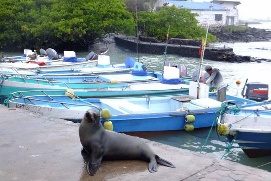 ... und Robben zum betteln! 