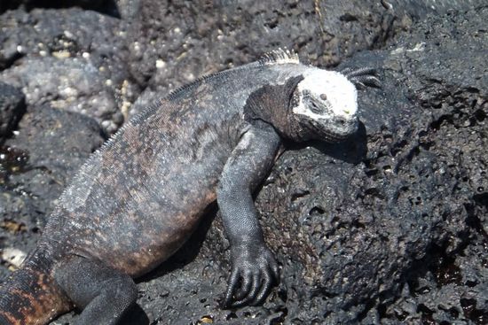 einer der Bewohner aus der riesigen Familie der Echsen