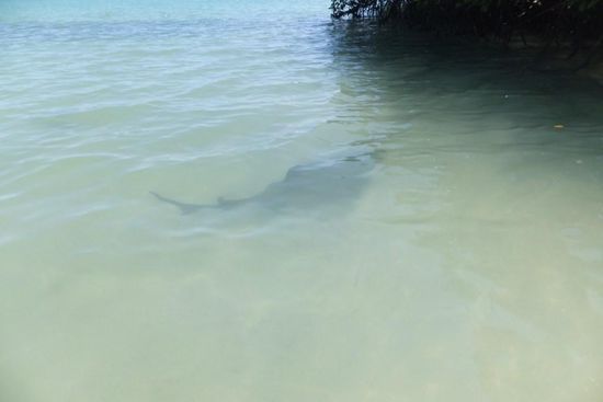 Bei Tauchern ist Galapagos wegen der vielen großen Fische als Top-Spot weltberühmt: hier ein 'whitetip-shark', gut 1 m groß ist der Hai