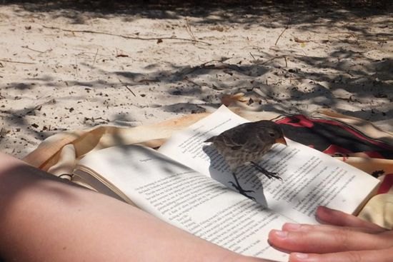 in der Hoffnung auf Futter sind die 'PiepMatze' hier ganz schön neugierig!