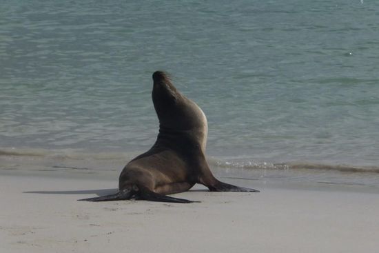 Schwimmen und schnorcheln mit den Robben - genau das richtige an Julia's Geburtstag!