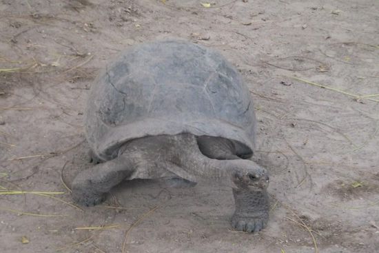 Diese hier kann uns alle theoretisch überleben: Sie kann nämlich bis zu 150 Jahre alt werden!