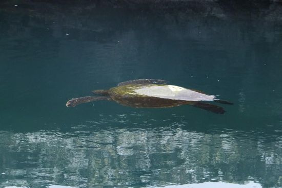 ... zum Schildis beobachten..