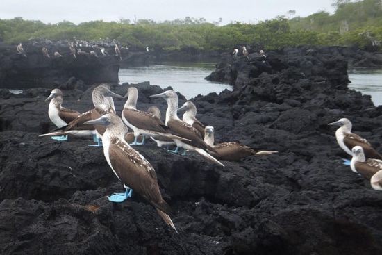 .. und um die 'Blue Foot Boobies' zu sehen - ein toller Vogel mit blauen Füßen! 