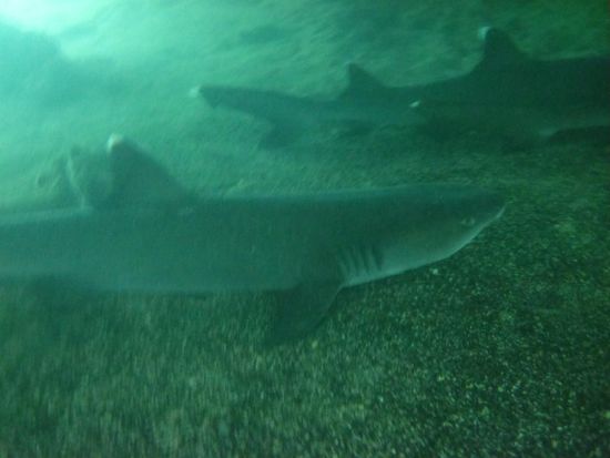 beim letzten Bericht konnten wir die Haie nur von oben sehen - diesmal auch von unten: 'white tip shark'
