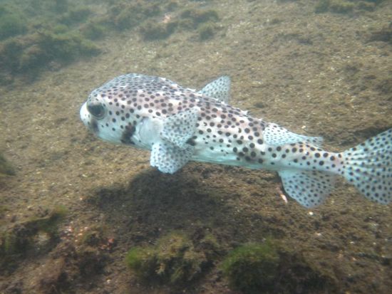wie er heißt wissen wir nicht..