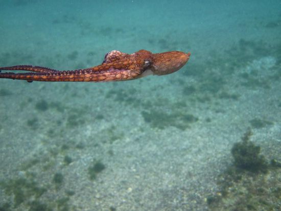 kleiner Tintenfisch - er hat tatsächlich auch 'Tinte' gespuckt