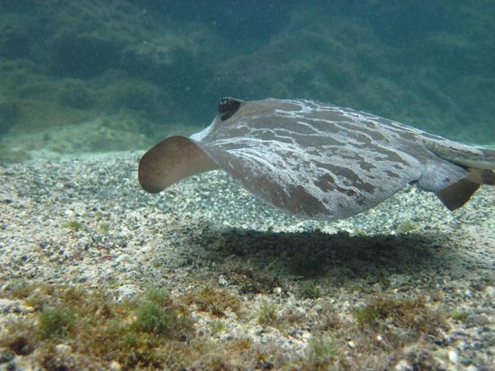 seine Bewegungen sind besonders elegenat und schön zu beobachten - Rochen