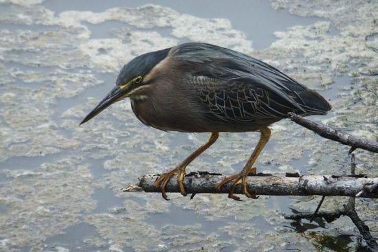früher Vogel fängt den Wurm