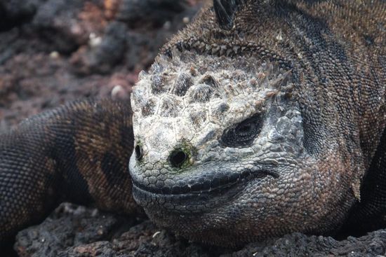 sie können bis zu 10 m tief tauchen, müssen aber nach 10 min wieder auftauchen um sich zu wärmen