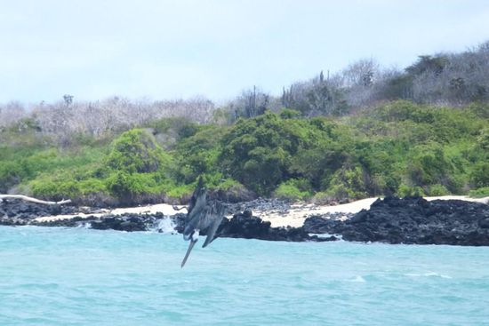 Pelikan im Sturzflug!