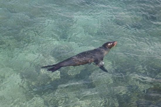 also die Robben hier haben echt einen Platz in unserem Herzen gefunden! 
