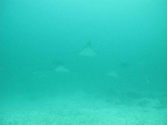 genau hinschaun! 
Kaum auf dem Meeresboden angekommen wurden wir von einer ganzen Adlerrochen-'Schule' von min. 30 Tieren umrundet