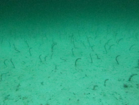 das nennt man wohl einen Aal-Garten!