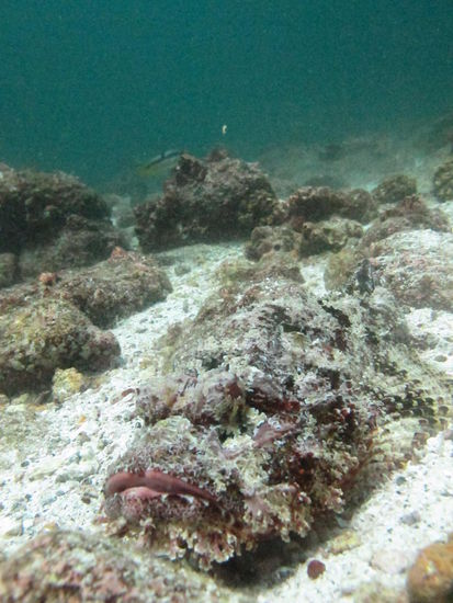 Skorpionfisch: sein Gift verursacht raschen Blutdruckabfall und Lungenödeme, was v.a. unter Wasser ernste Folgen haben kann!
Also nicht anfassen...
