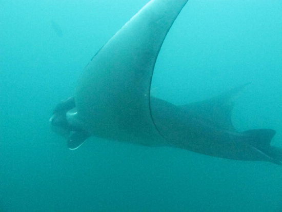 ...sie wollte schon immer mal einen der großen Mantarochen sehen