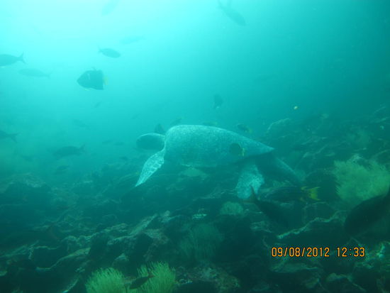 auch die Schildis sind da...