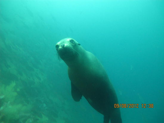 ... sie dürfen natürlich auch unter Wasser nicht fehlen!