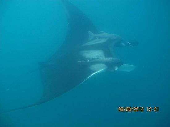 atemberaubend wie majestätisch sich die Riesen bewegen...