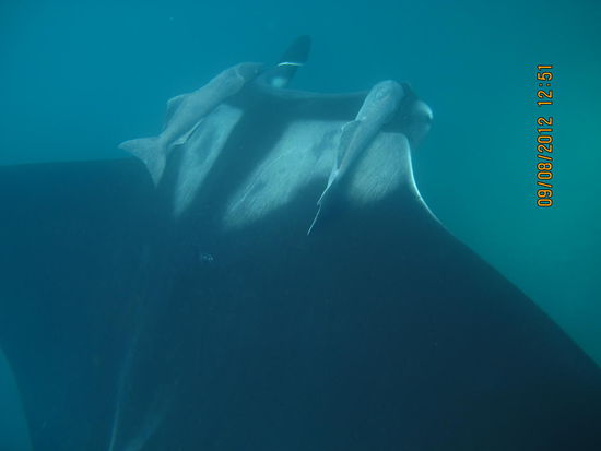 Putzstation: die Fische putzen hier den Rochen