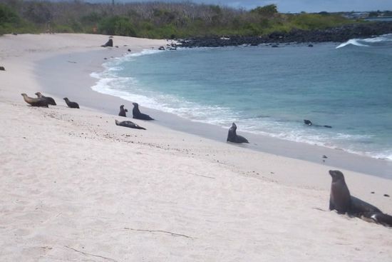 Unsere letzte Woche verbrachten wir auf der Insel 'San Cristobal' - dort gab es noch mehr Robben als auf den anderen Inseln...