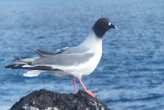 an den Klippen kann man in die Nähe der Brutplätze der Vögel gehen...