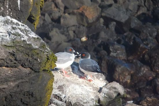 ...wo man sie super beobachten kann