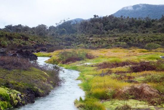 in der Nähe von der Stadt der Nationalpark ´Purace´...