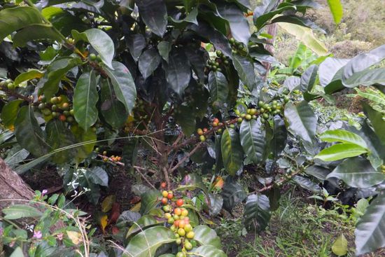 und morgens gab es natürlich den berühmten kolumbianischen Kaffee: *lecker*